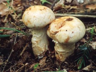 Root Gebeloma: descrizione e foto