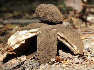Itim na ulo na starfish (Geastrum na itim ang ulo): larawan at paglalarawan