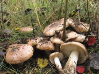 Podpolniki na zimę: przepisy na gotowanie na oleju i czosnku, zdjęcia, filmy