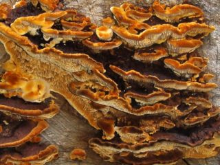 Intake gleophyllum (Intake polypore): zdjęcie i opis