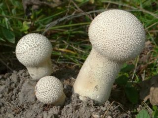 Golovach oblungo (impermeabile allungato): foto e descrizione
