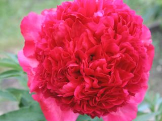 Peony Command Performance: zdjęcie i opis, recenzje