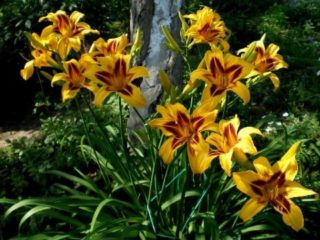 Daylily Bonanza: description, photo, planting and care