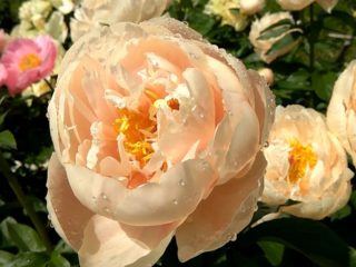 Peony Pastel Elegance: foto og beskrivelse, anmeldelser
