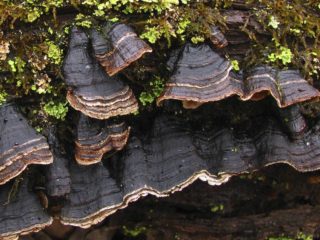 Hymenocheta oak (pula-kayumanggi, pula-kalawangin): larawan at paglalarawan