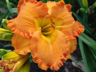 Daylily orange: regular and all varieties are orange