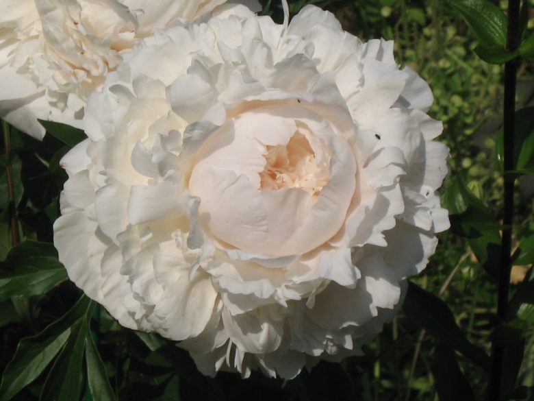 Peony Solange (Solange): characteristics, planting and care, cultivation