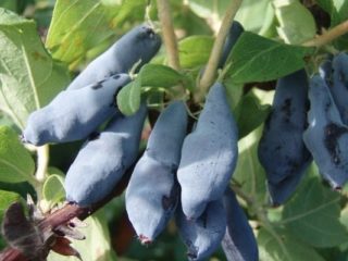 Varietà di caprifoglio autoimpollinate: impollinatori, a che distanza piantare
