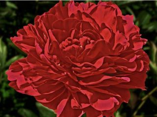 Peony Old Faithful: beskrivelse og foto