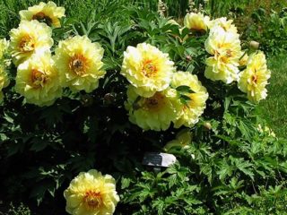 Peony Garden Trezhe (Yellow Treasure): foto og beskrivelse af sorten, anmeldelser