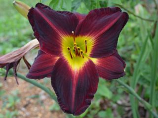 Daylilies in the garden: landscape tricks, combination with other plants, photo