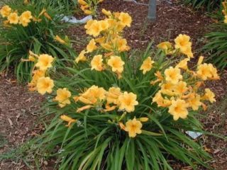Winterizing Daylilies: When to Start, Pruning and Covering