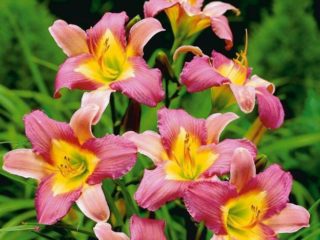 Daylily: what to feed in spring, summer and autumn