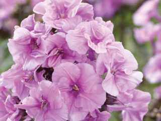 Phlox Zenobia: foto og beskrivelse, anmeldelser