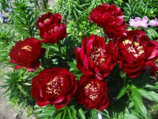 Peony Bakai Belle (Bakai Belle): foto og beskrivelse, anmeldelser