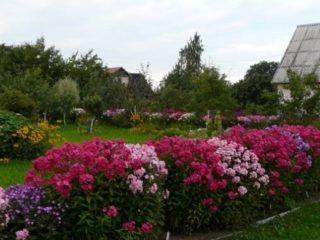 Phlox Cleopatra: zdjęcie i opis, recenzje