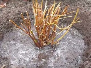 Cómo podar una hortensia de panícula en primavera: un diagrama y video para principiantes