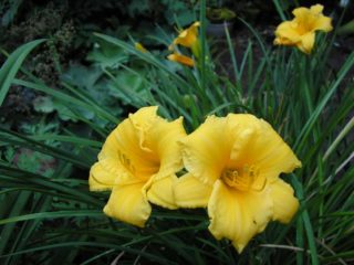 Daylily Stella de Oro: description and photos, planting, care, reviews