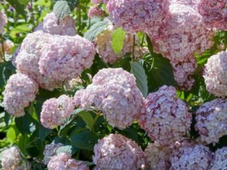 Variedades de hortensias de árbol con fotos y nombres.