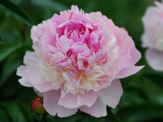 Parfém Peony Edens (Edens Perfume): fotografia a popis, recenzie