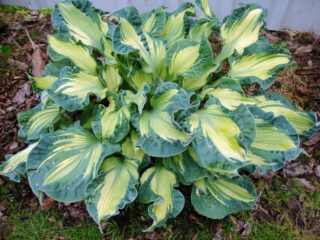 Hosta Siebold Golden Meadows: fotografie a popis, recenzie