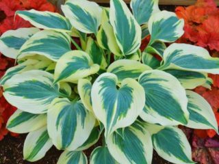 Hosta Blue Ivory: larawan at paglalarawan