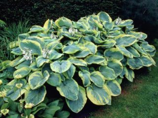 Hosta Francis Williams (Frans Williams): larawan at paglalarawan ng pagkakaiba-iba