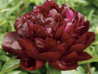 Peony Armani: larawan at paglalarawan, mga pagsusuri
