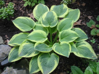 Hosta Robert Frost: zdjęcie i opis