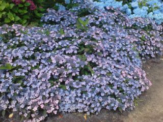 Hydrangea serrata: varietà con foto e nomi, recensioni