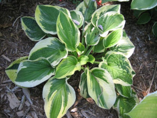 Hosta Brim Cap: fotografia a popis, recenzie