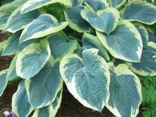 Hosta American Halo: beschrijving en foto's, recensies