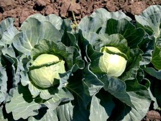 Soi de varză Kolya: caracteristici, plantare și îngrijire, recenzii