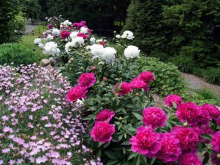 Peony Rosi Plena (Rosea Plena): larawan at paglalarawan, mga pagsusuri