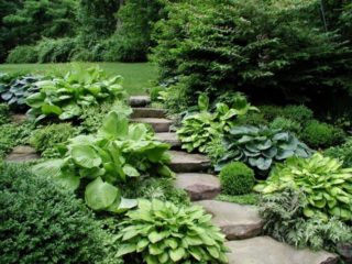 Hosta Katerina: larawan at paglalarawan, mga pagsusuri