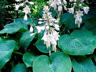 Hosta Siebold Elegans (Sieboldiana Elegans): foto e descrição
