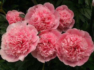 Peony Raspberry Sundae (Raspberry Sunday): zdjęcie i opis, recenzje