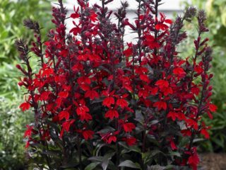 Lobelia cardinalis (roxo, lobelia cardinalis): vermelho, aquário, ígneo
