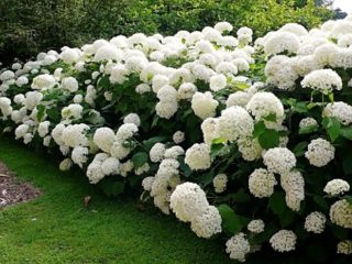 Foglia di quercia di ortensie: alberi e arbusti ornamentali, descrizione, recensioni