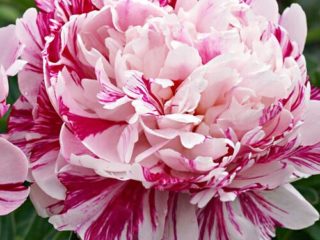 Peony Candy Strip (Candy Strip): zdjęcie i opis, recenzje