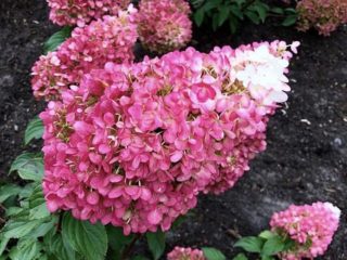 Hydrangea paniculata Strawberry Blossom: descrizione, semina e cura, recensioni