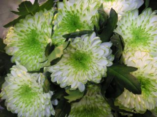 Chrysanthemum Zembla: foto, planten en thuiszorg