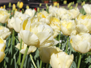 Terry-tulp: beschrijving, beste variëteiten, planten en verzorgen