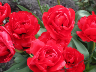 „Tulip Miranda“: nuotrauka ir aprašymas, sodinimas ir priežiūra, apžvalgos