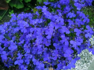 Lobelia ampelous Sapphire: foto e descrição
