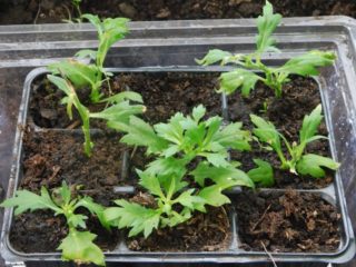 Como cultivar sementes de crisântemo em casa