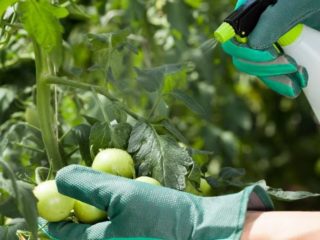 Esporobacterina: instruções de uso para plantas, revisões