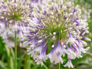 Agapanthus: plantering och vård i det öppna fältet