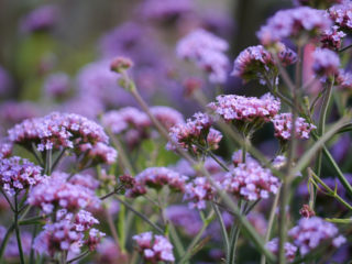 Verbena officinalis: ljekovita svojstva i kontraindikacije, fotografija
