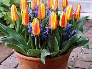 Tulipa anã: no Livro Vermelho ou não, descrição, plantio e cuidado